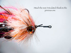Articulated Gonatid Squid