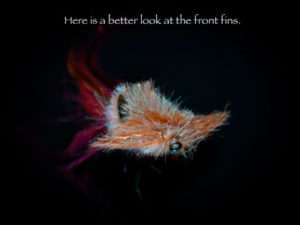 Front Fins - Fly Tying