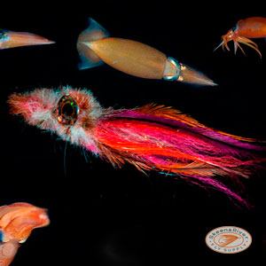 Articulated Gonatid Squid