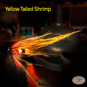 The Yellow Tailed Shrimp