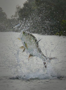 Tapam Special Fly Tying - Tarpon Mullet